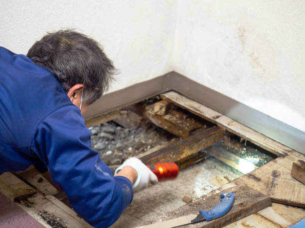 Best Crawl Space Mold Removal  in East Renton Highlands, WA
