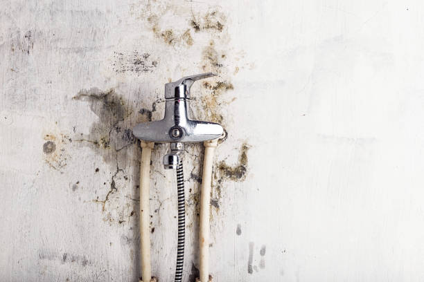 Best Emergency Mold Removal  in East Renton Highlands, WA