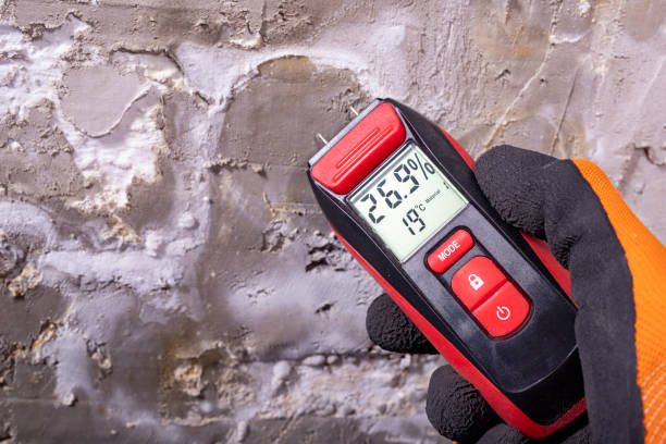 Best Mold Cleaning Services  in East Renton Highlands, WA