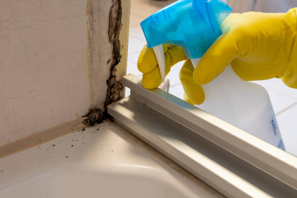Best Attic Mold Removal  in East Renton Highlands, WA