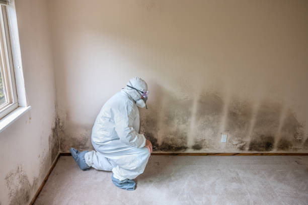 Best Residential Mold Removal  in East Renton Highlands, WA