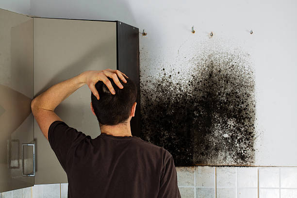 Reliable East Renton Highlands, WA Mold Removal Solutions