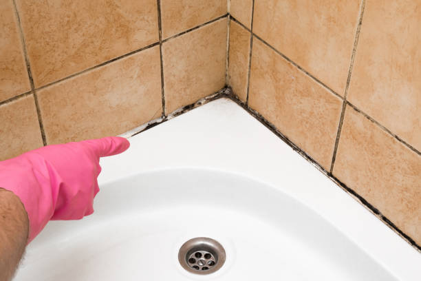 Best Mold Damage Repair  in East Renton Highlands, WA